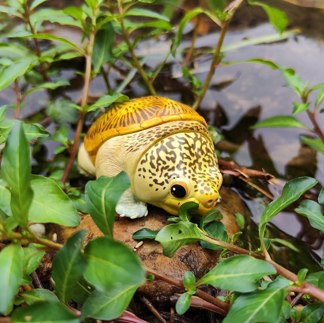 【In-Stock】 Animal Heavenly Body Narrow-Bridged Musk Turtle Claudius Statue