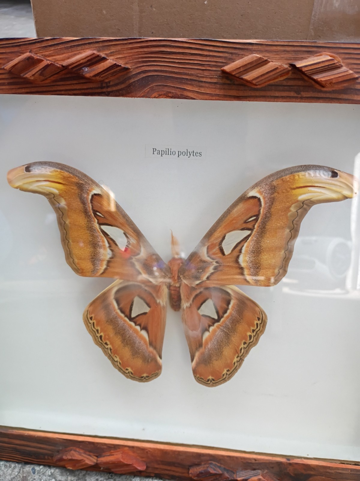 Mounted Attacus atlas moth