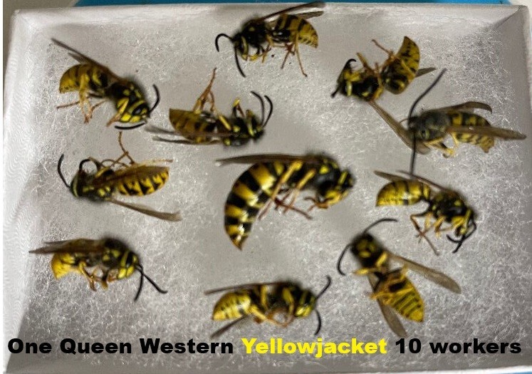 yellowjacket 1 Large Queen +10 worker Western yellowjacket dry SPECIMEN INSECT
