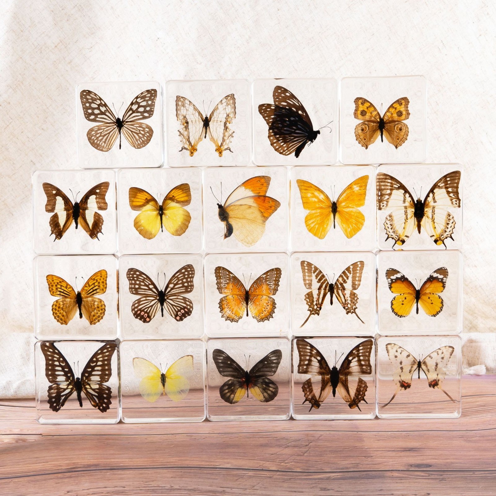 20 PCS Real Butterfly in Resin Specimen Educational Insect Collection