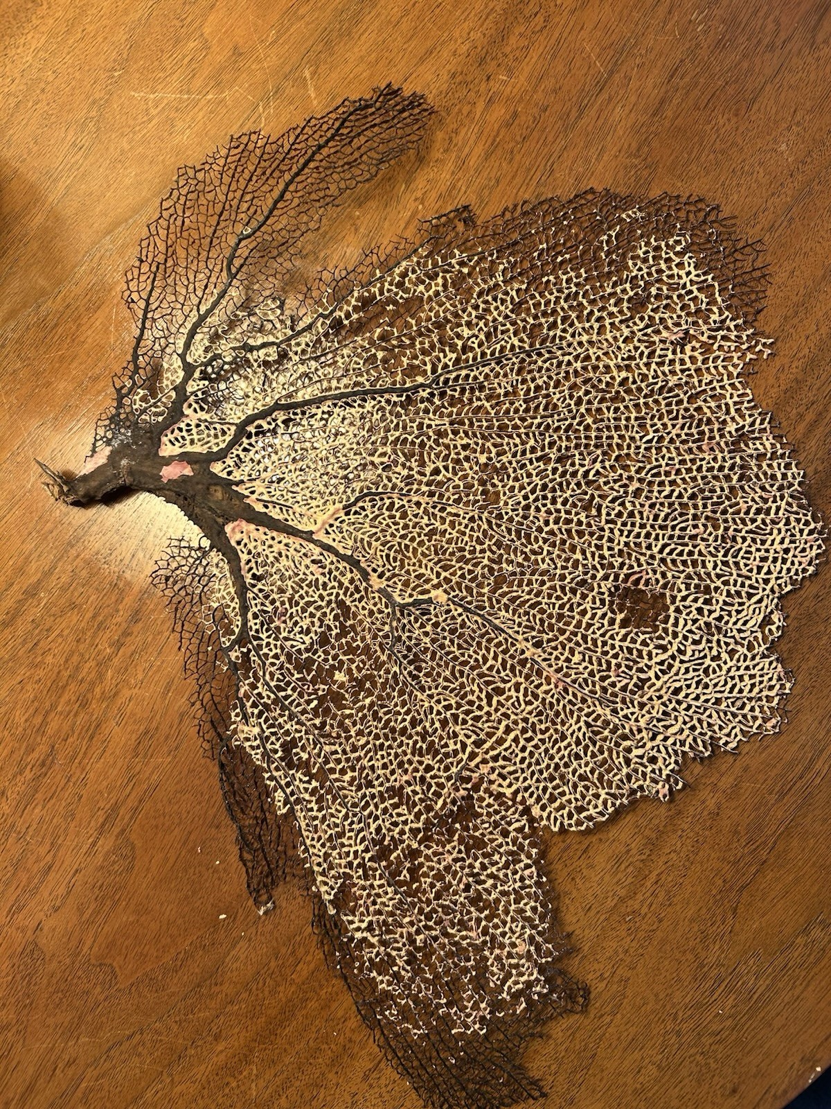 *LARGE * 15 In W X 12in High Natural Sea Fan – Coral – Sea Whip –