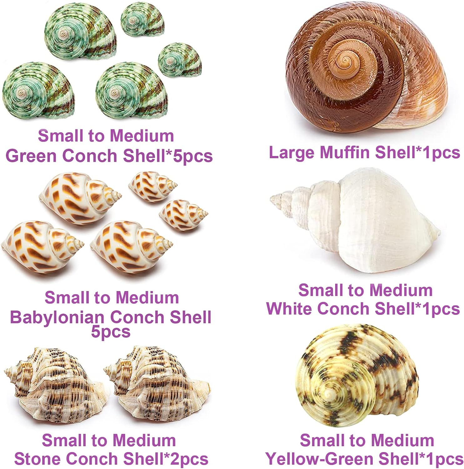 15PCS Hermit Crab Shells Medium and Large (6 Types) Natural Hermit Crab Sea Shel