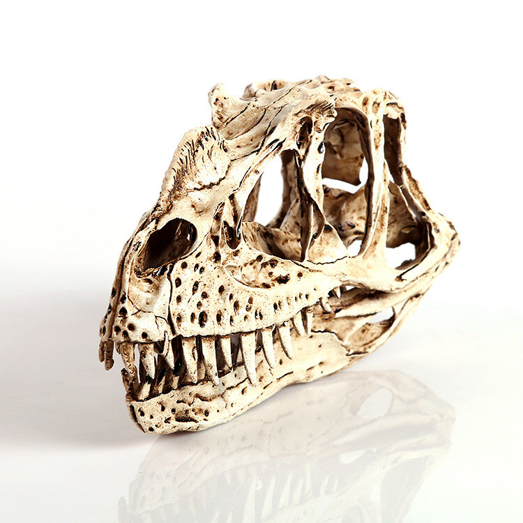 7.8″ Display Skull Specimens The Resin Model of Ceratosaurus Skull Dinosaur