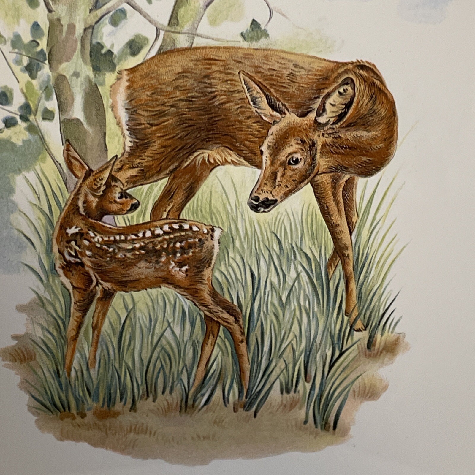 Ceramic Trivet from Germany featuring Doe and Fawn Deer Mother and Baby Vintage