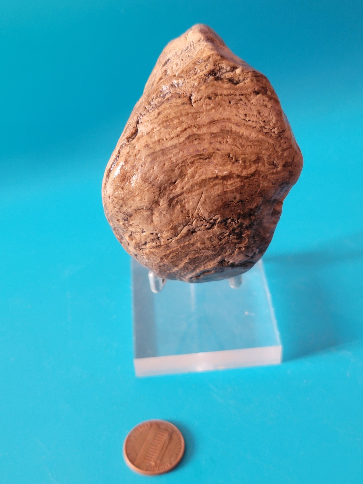 STRAMATOLITE 7 Ounces DISPLAY STAND INCLUDED – Wyoming Algae Fossil