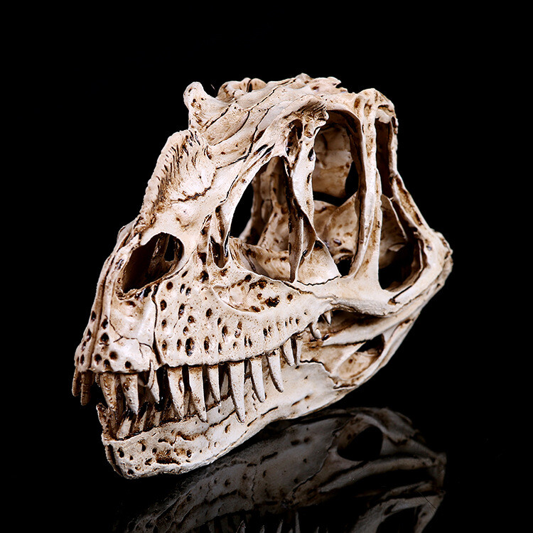 7.8″ Display Skull Specimens The Resin Model of Ceratosaurus Skull Dinosaur