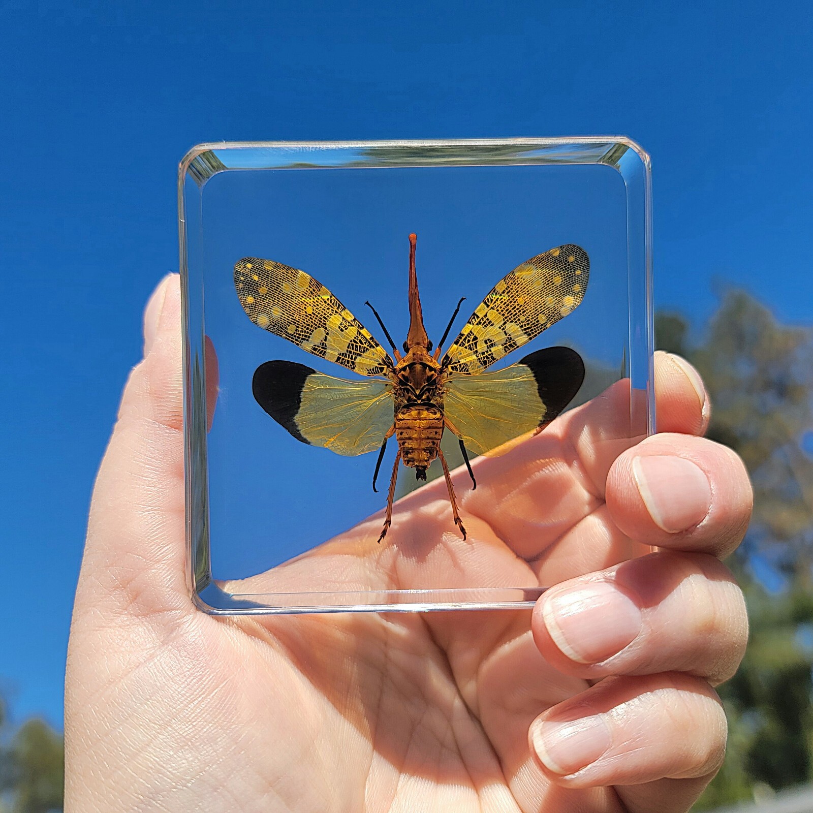 Lanternfly In Resin, Wings Open, Insects in Resin, Oddities, Pyrops candelaria