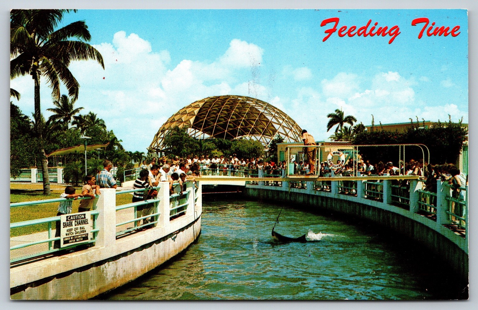 Miami Seaquarium Shark Channel Feeding Time Postcard Florida Natural Color