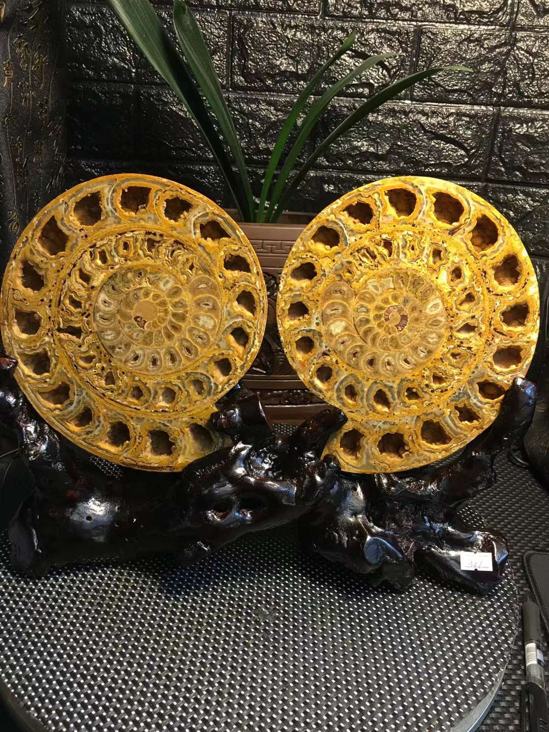 6.97LB A Pair Natural Ammonite Fossil Quartz Crystal Specimen Reiki Healing