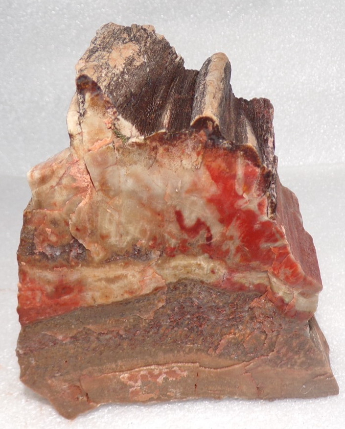 Picture Stone Northern Arizona Petrified Wood 1 Lb 13.8 oz
