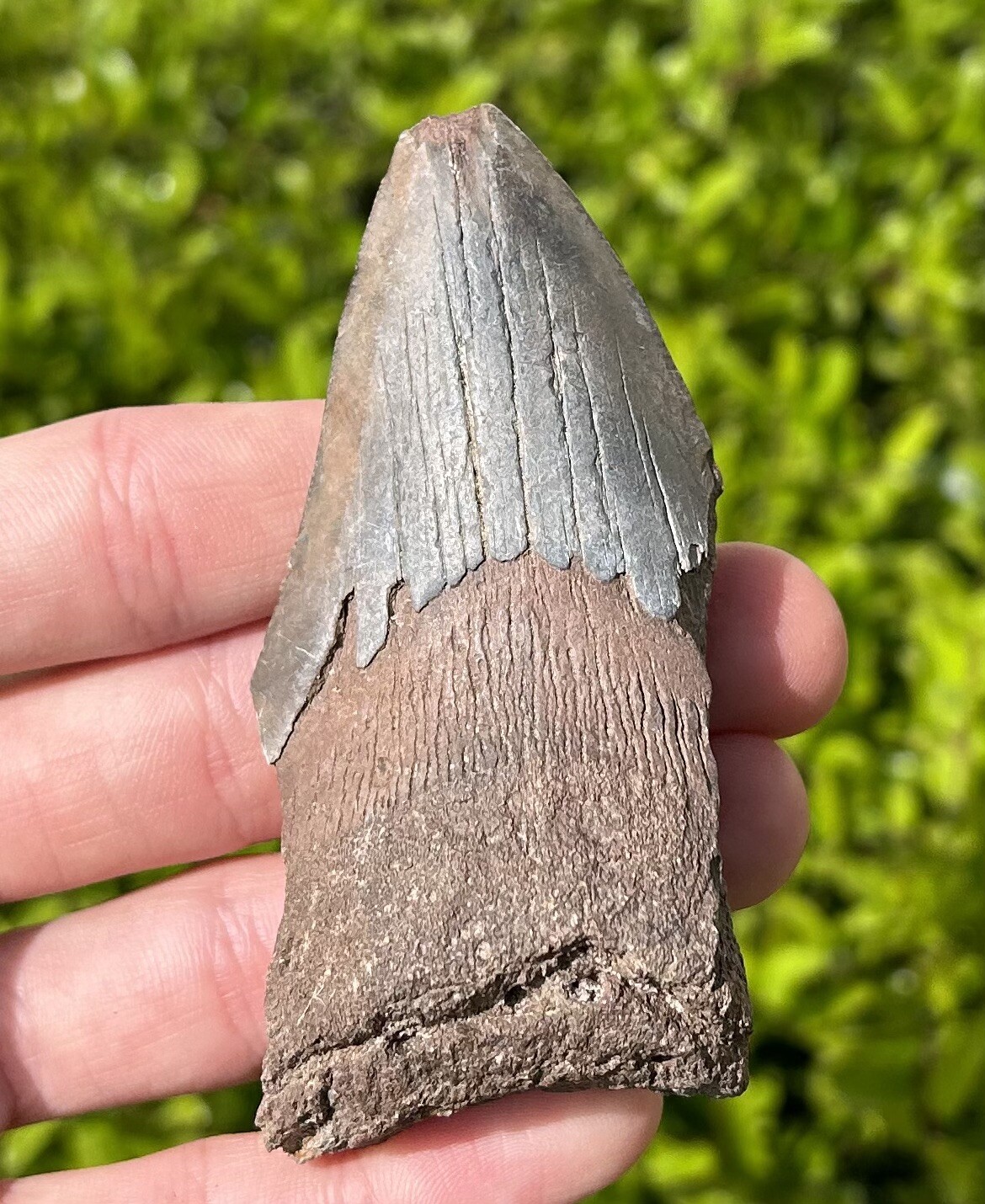 Fossil Megalodon Shark Tooth BIG 3.31” Meg Meglodon South Carolina Sharks Teeth