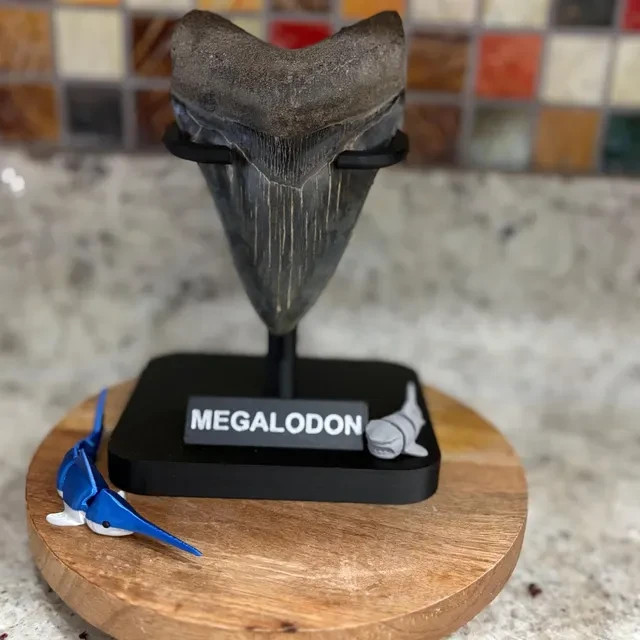 Megalodon Tooth Display Stand – Size XL – 4.0″ to 4.5″ – Includes Name Plate