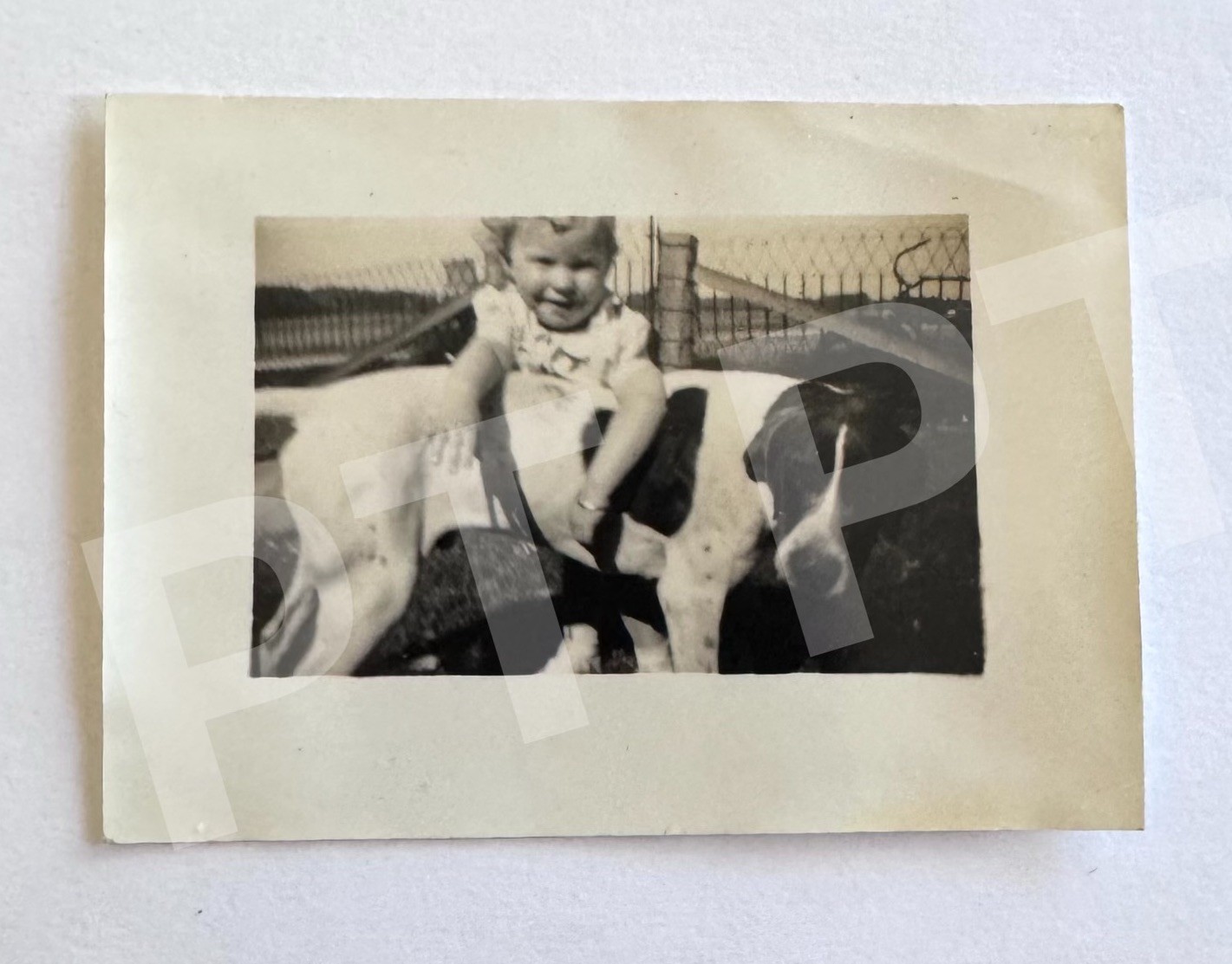 Vtg Photo Adorable Baby Girl with Big Black And White Dog