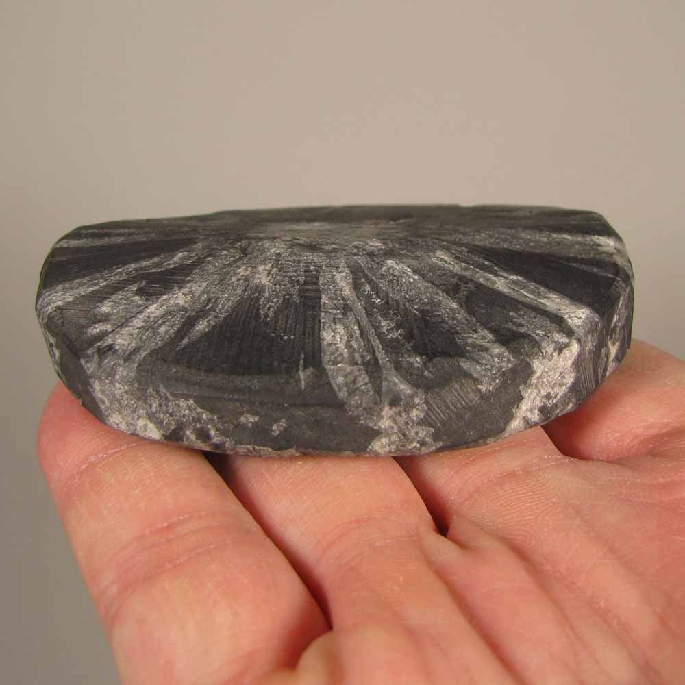 2.9″ CHRYSANTHEMUM STONE Natural Flower Crystals Palm Stone – Hubei, China
