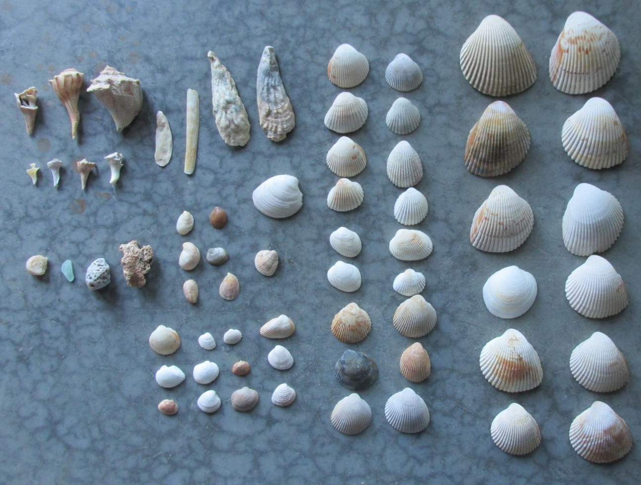sea shells from the N. Carolina coast, 2.5 pounds-65+ assorted shells