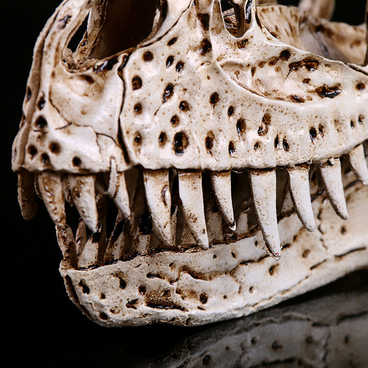 7.8″ Display Skull Specimens The Resin Model of Ceratosaurus Skull Dinosaur