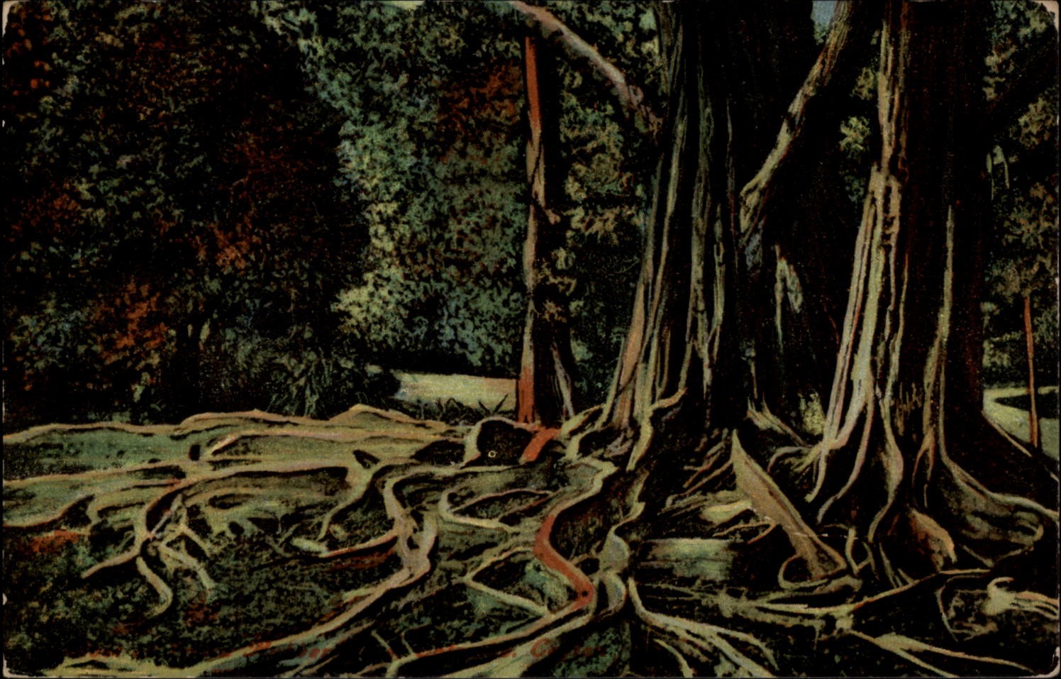 Colombo Ceylon Sri Lanka root of India rubber tree c1910 unused vintage postcard