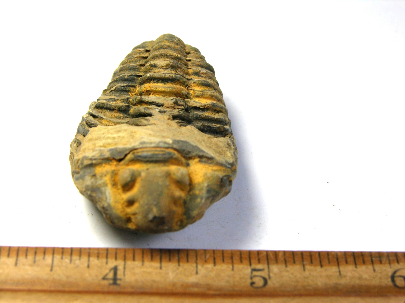 Trilobite fossil Ordovician Period 450 million years old 1-0.4″ inch gt83