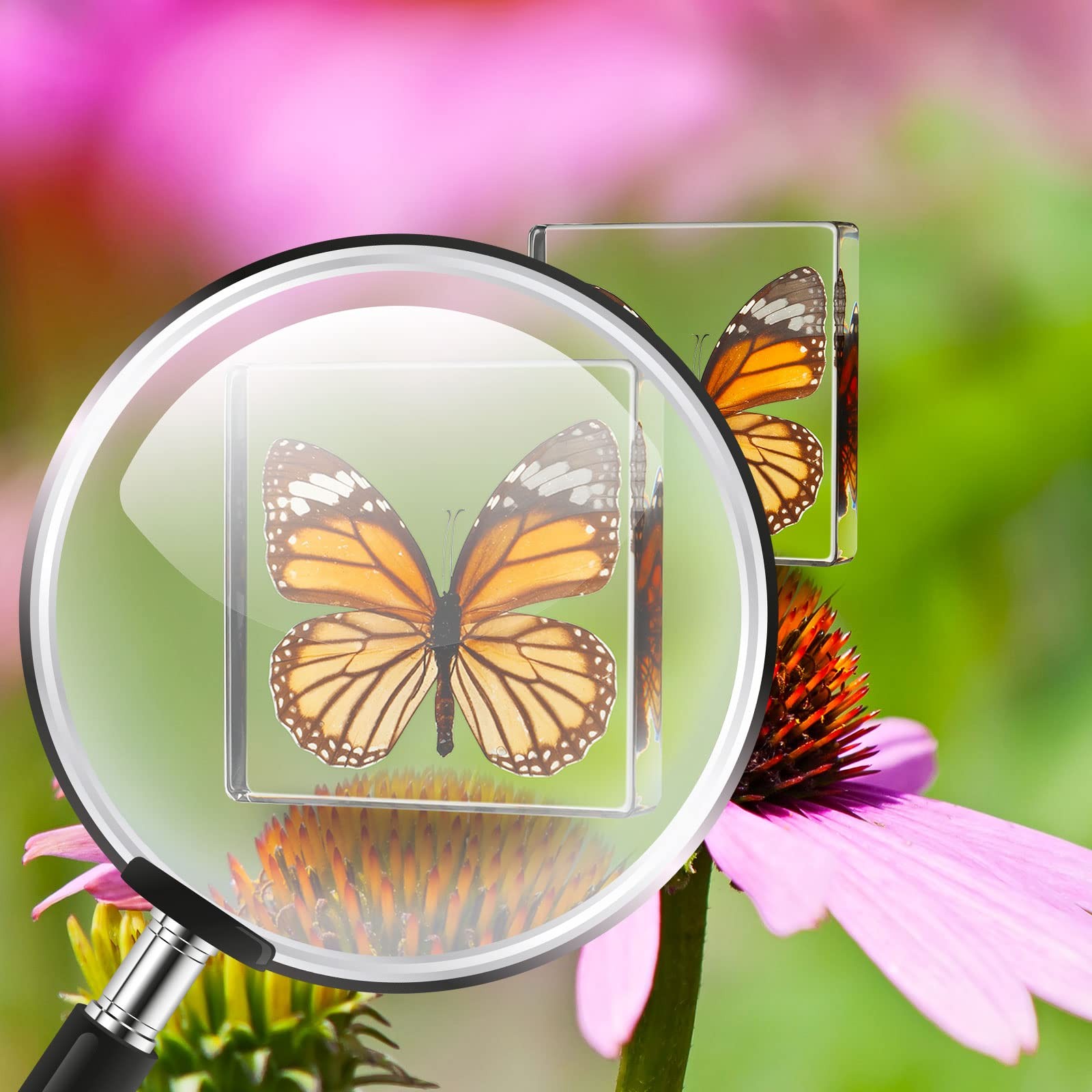 6 Pcs Real Butterfly Specimen Framed Paperweight Taxidermy Collection