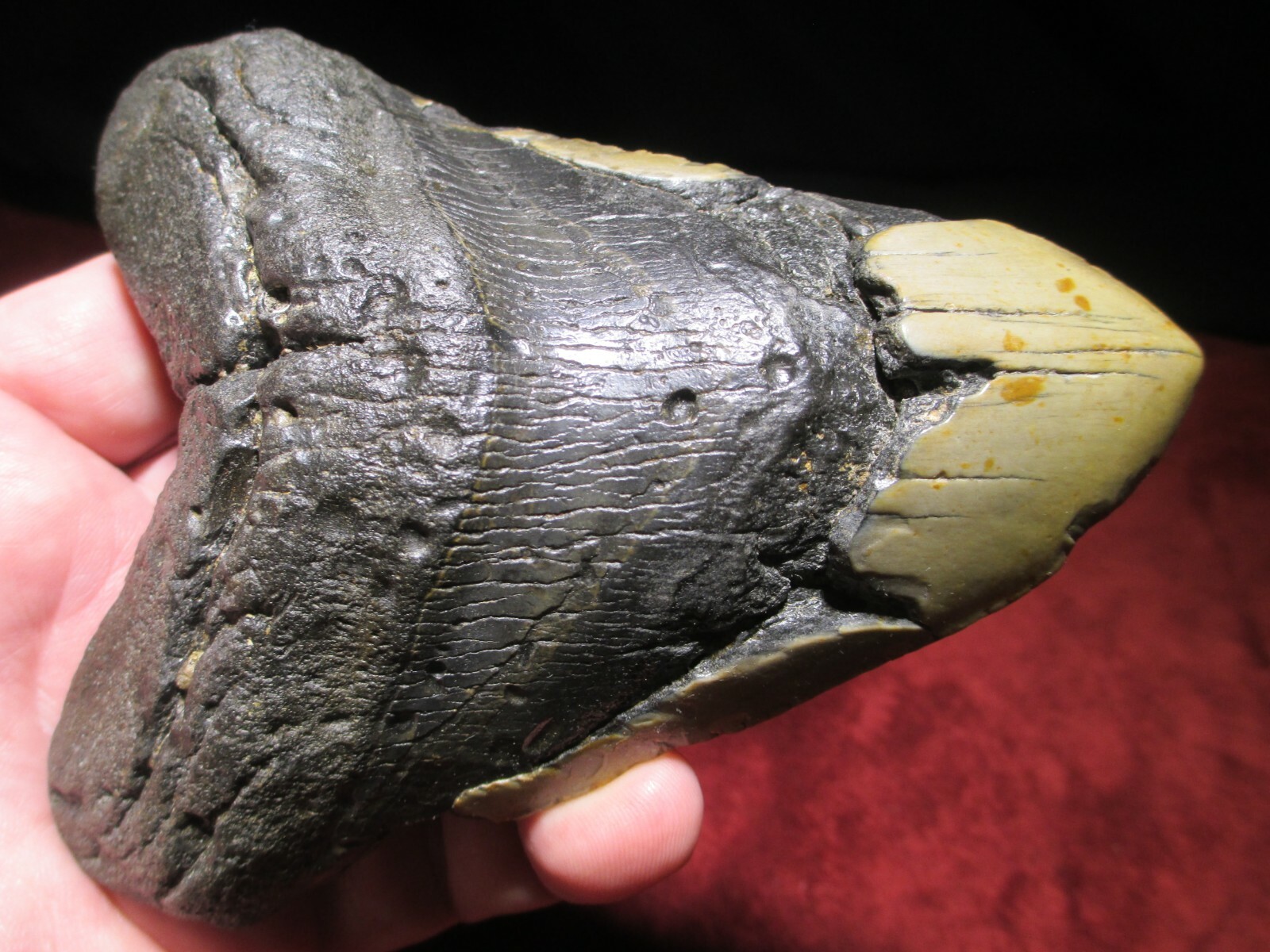5-1/2 Inch MEGALODON SHARK TOOTH Fossil Mega Fish Teeth – NC DEEP SEA TREASURE