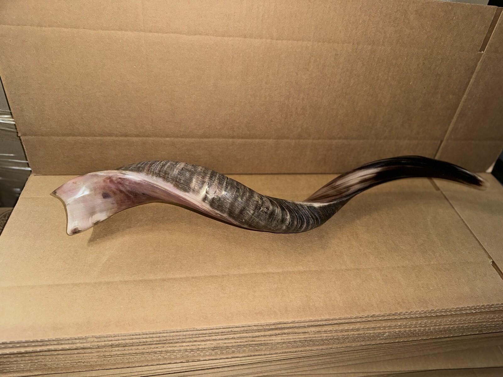 Shofar Yemenite Kudu Horn XL 31”- 41” New KOSHER+Free Odor Spray Free Shipping