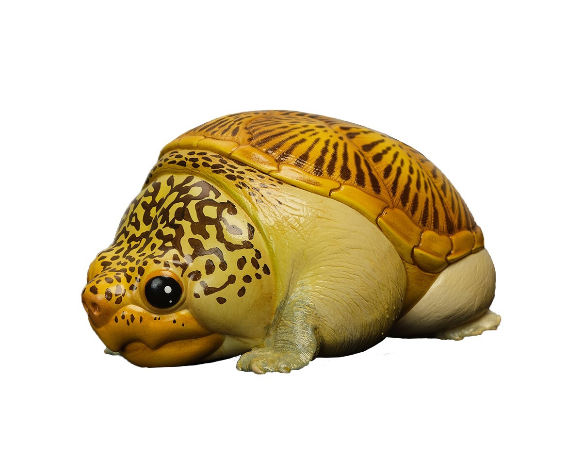 【In-Stock】 Animal Heavenly Body Narrow-Bridged Musk Turtle Claudius Statue
