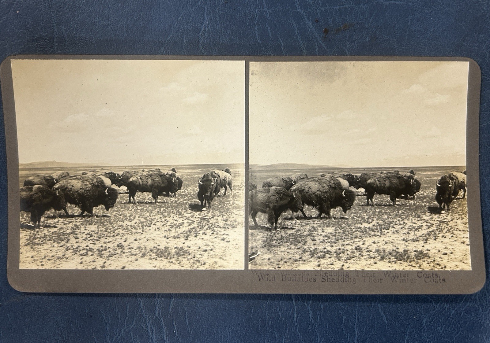 N. A. Forsyth Buffalo / Bison Stereographs Montana Early 1900s (Lot of 5)
