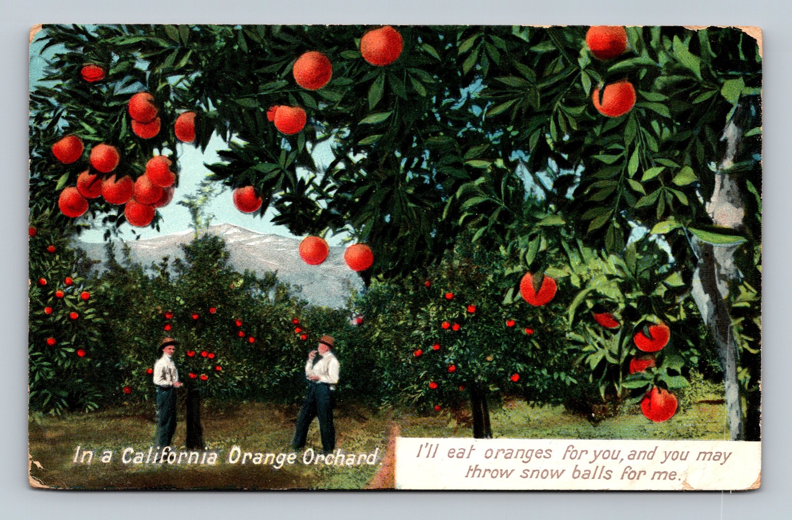 California Orange Orchard with Playful Message by Newman Post Card Co.