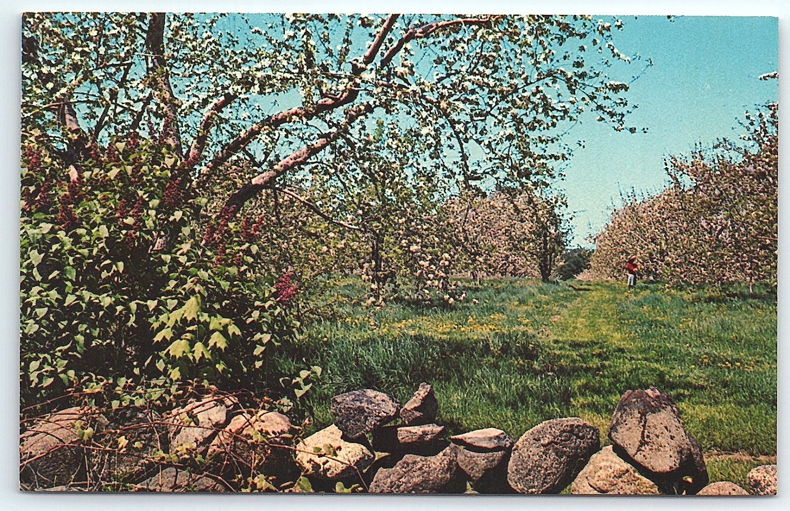 Apple Country New Hampshire NH UNP Chrome Blossoms Rock Walls Lilacs Springtime