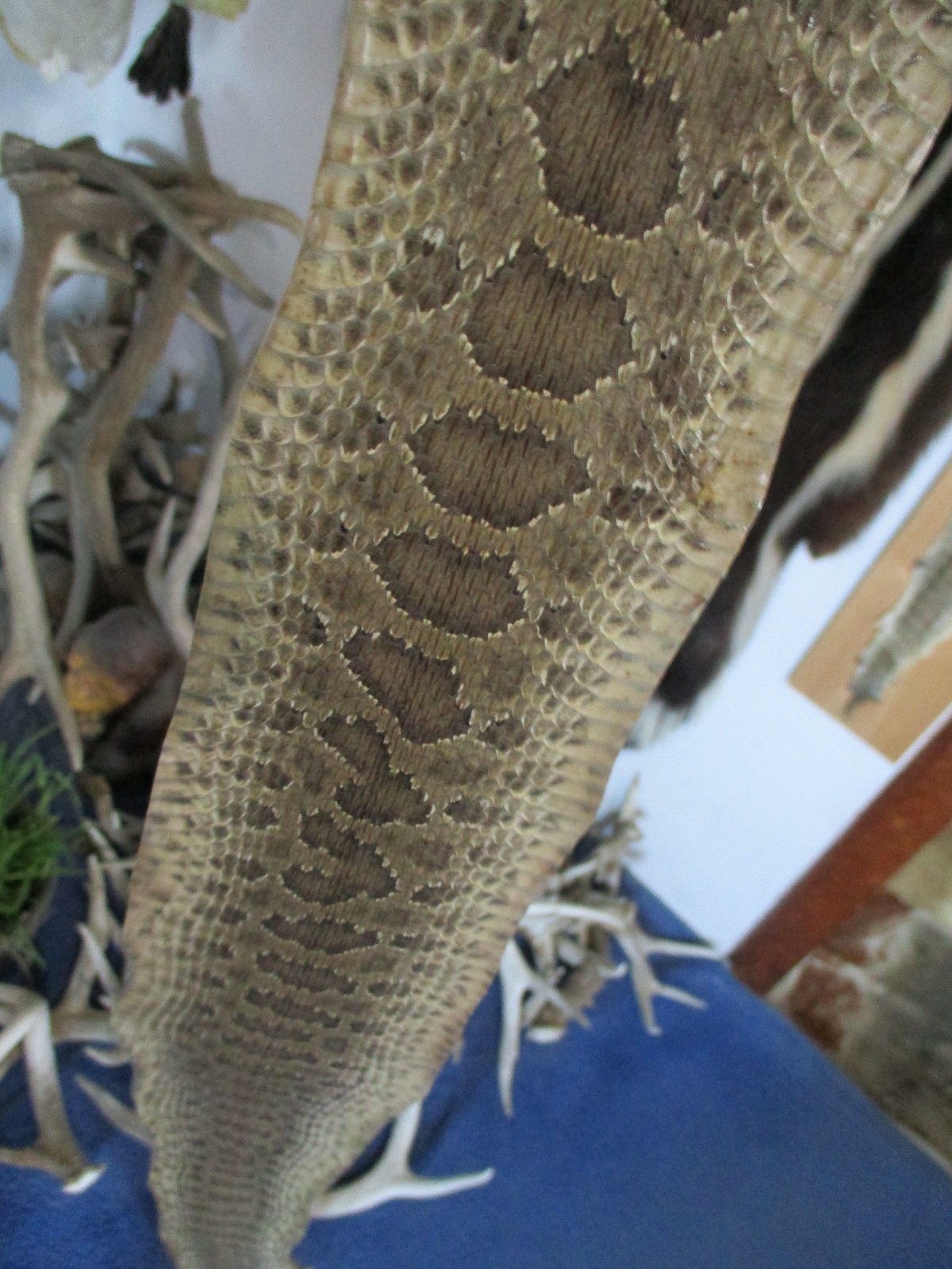 rattlesnake skin prairie rattle snake hide DRY NOT TANNED wrap 38 in.P1