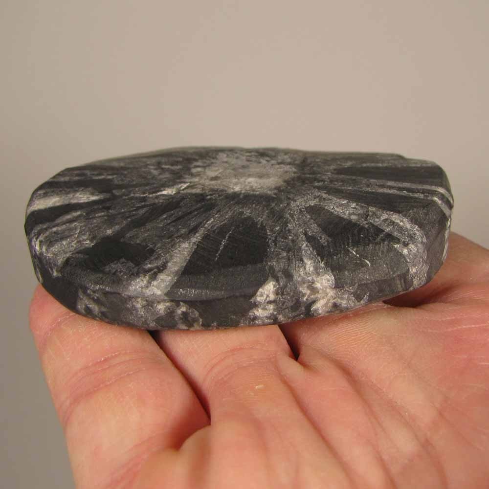 2.9″ CHRYSANTHEMUM STONE Natural Flower Crystals Palm Stone – Hubei, China