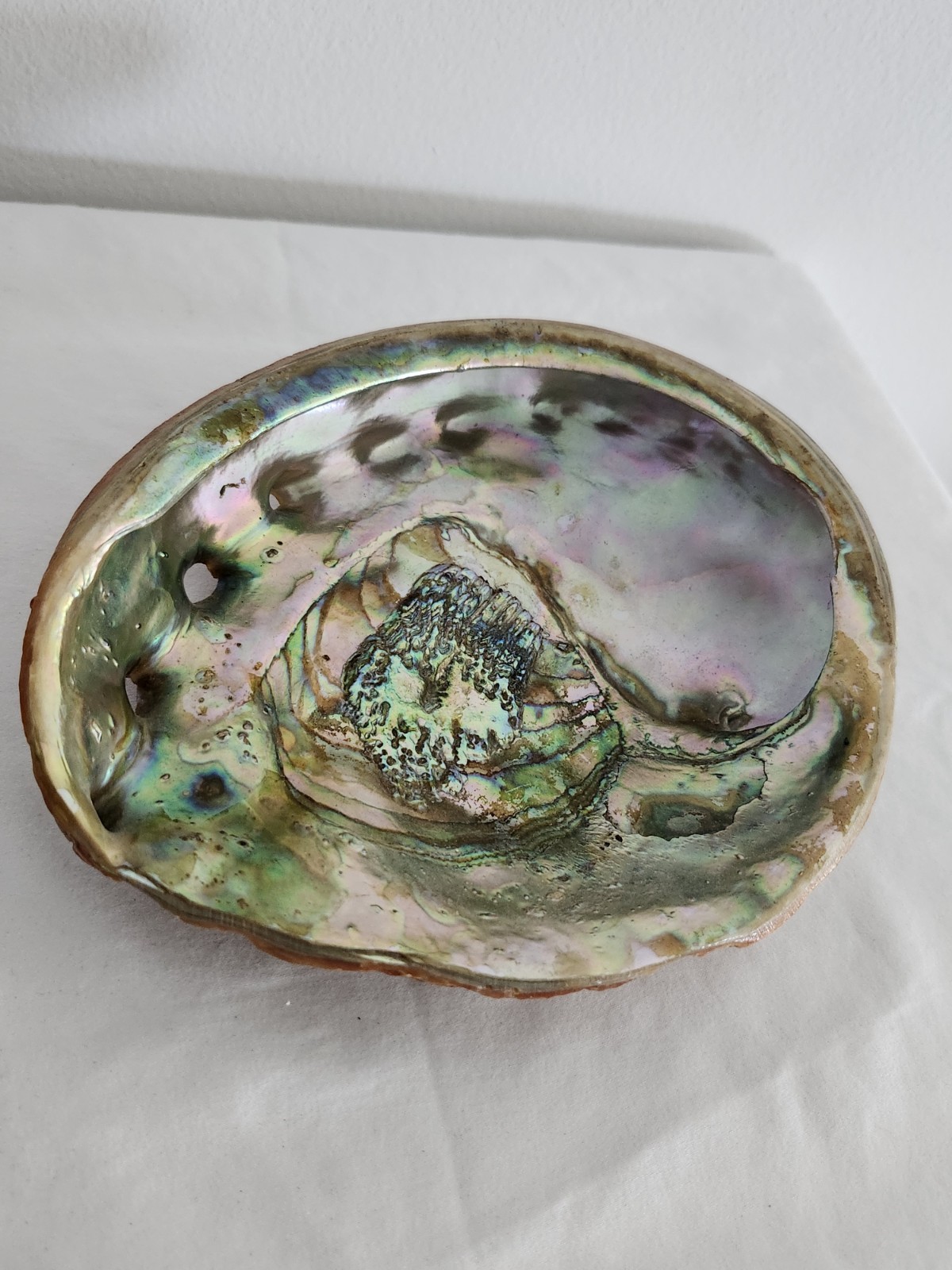 Large Very Red Abalone Shell 7 3/4 × 6 1/2 “×2” Xtra Colorful Pacific Region
