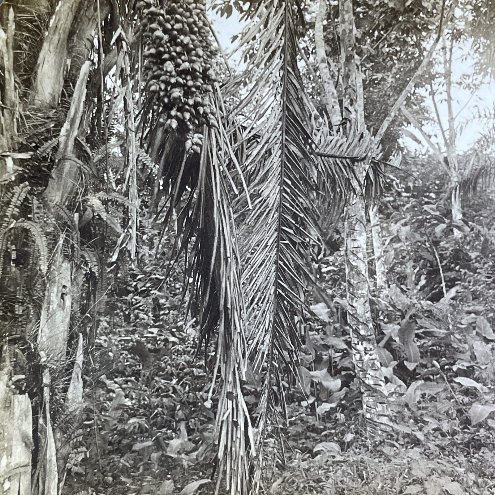 Panama Canal Zone Rubber Tree Stereoview Keystone View Co. 1906 Tropical