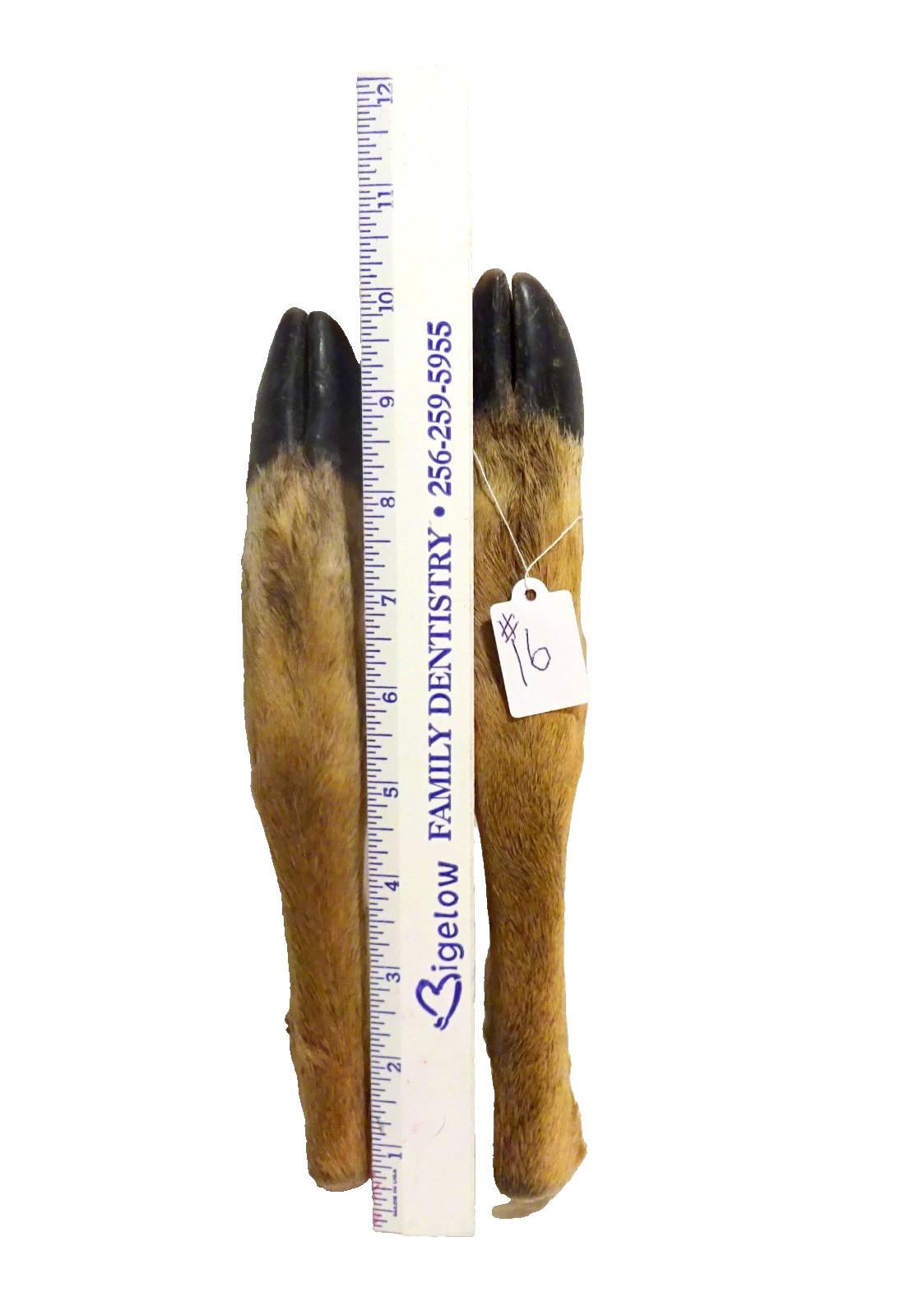 SET OF 2 CURED WHITETAIL DEER FEET MAKE YOUR OWN ITEM SET #16 (SHIP USA ONLY)