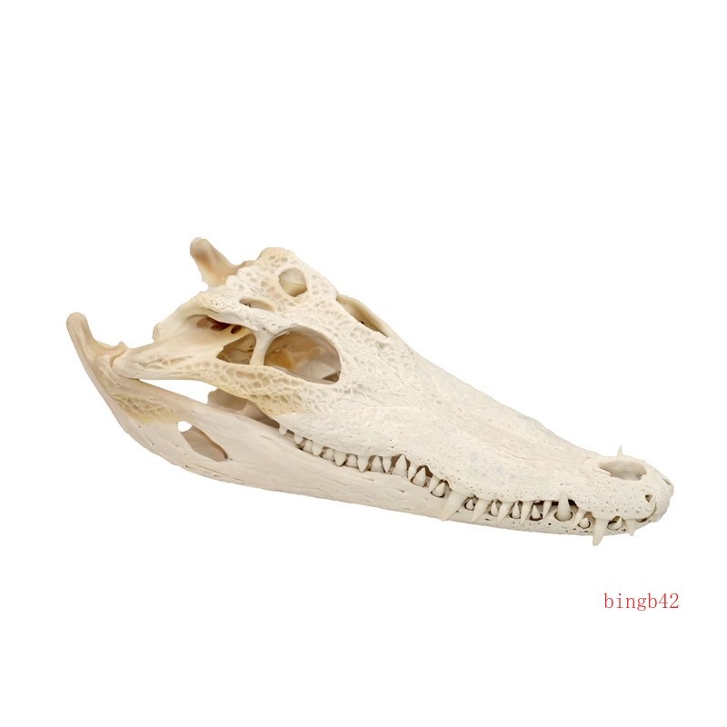 Crocodile Head Skull Specimen Skeleton Animal Specimen Decor Collection Toy Gift