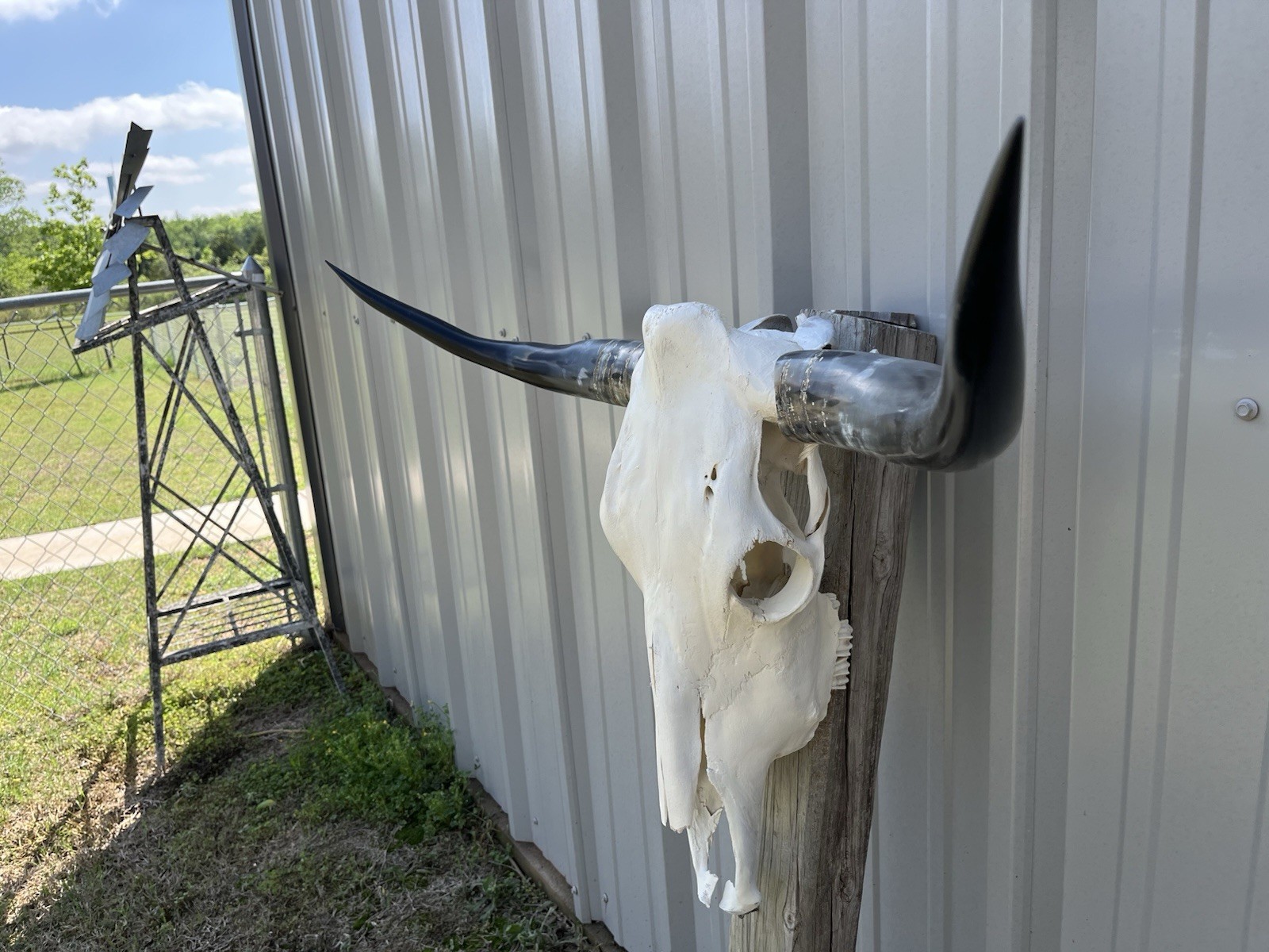 Longhorn STEER SKULL 3 Feet 2 Inch WIDE Polished Horns BULL HORN COW HEAD