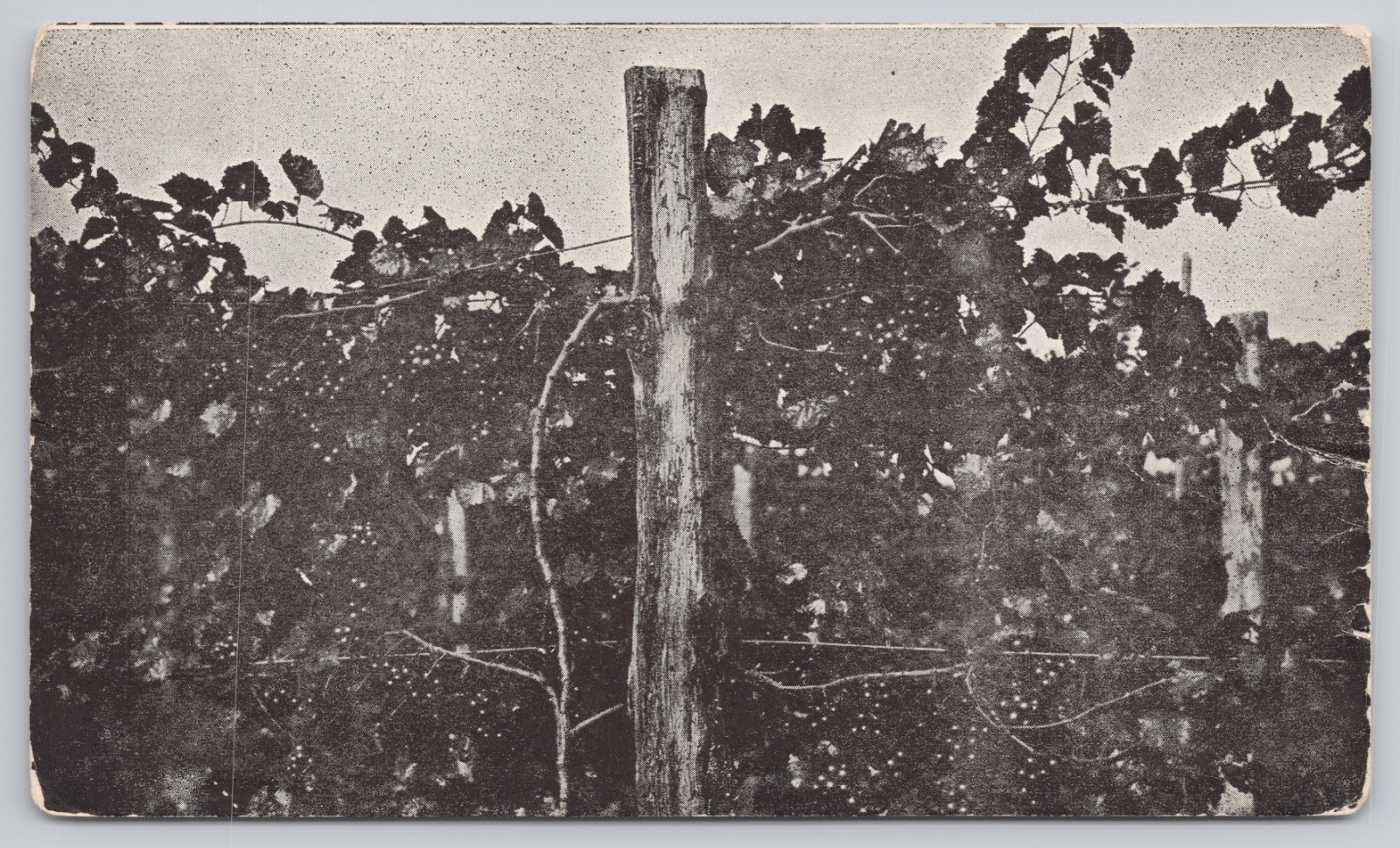 Trotville North Carolina, Southern Vineyard Company, Scuppernong Grapes Postcard