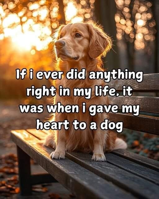 Inspirational dog refrigerator magnet 3 1/2 ” x 4 1/2 ” Made in the USA