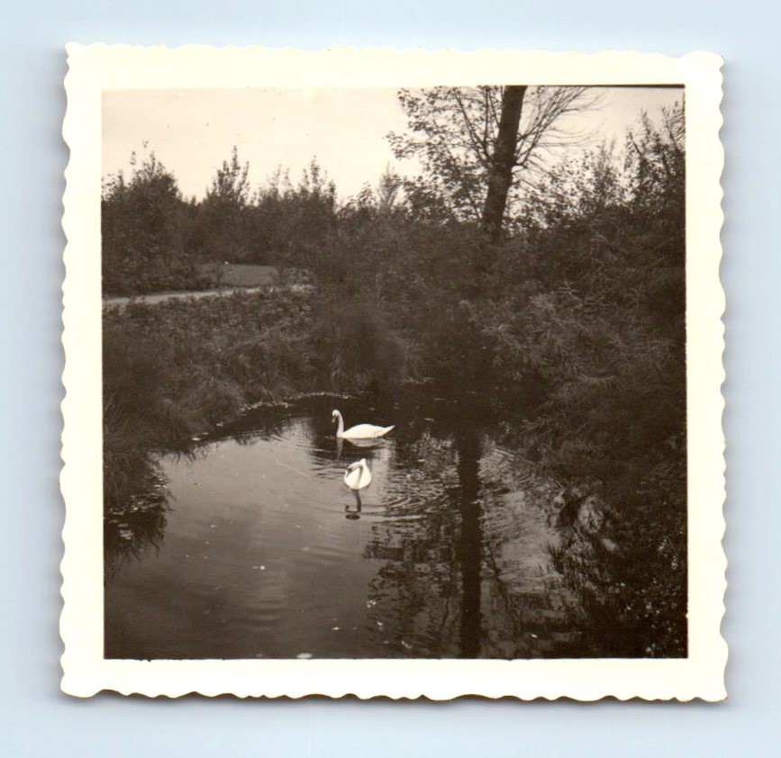 Old Vintage Square Photo LANDSCAPE SWANS IN POND LAKE FOUND SNAPSHOT PICTURE
