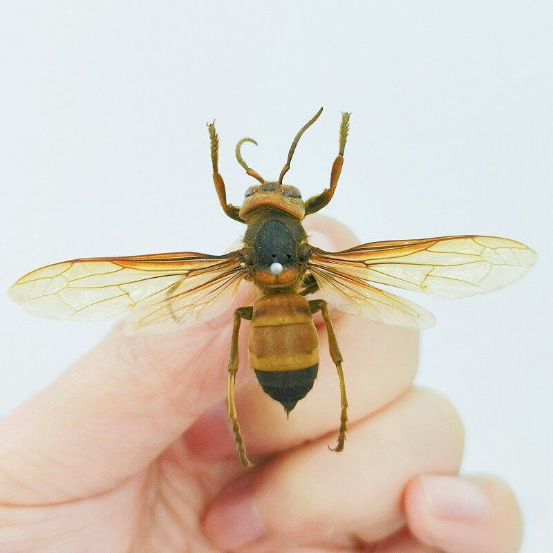 REAL Black-tailed wasp Vespa ducalis Science Education Specimen
