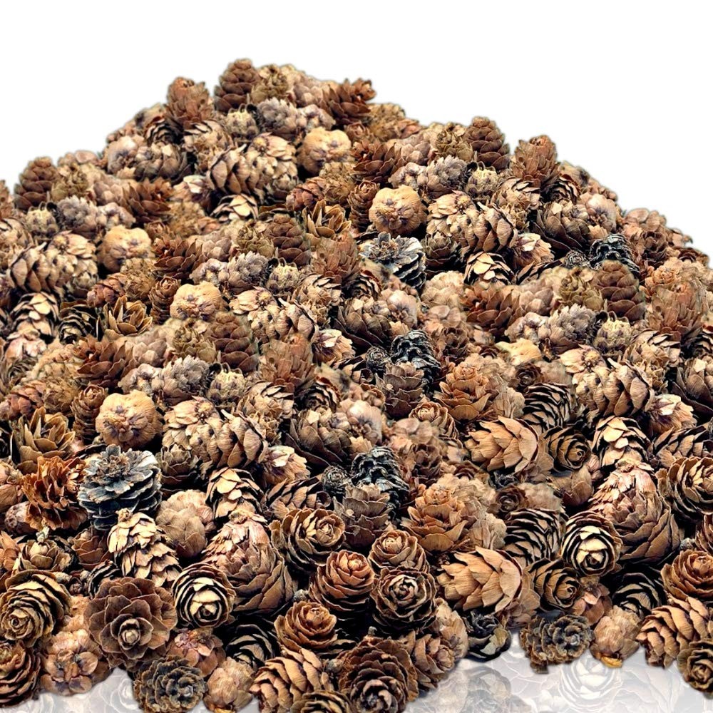 Natural Brown Pinecones Approximately 3000 Pieces 4 Lbs. Of Assorted Sized Pin