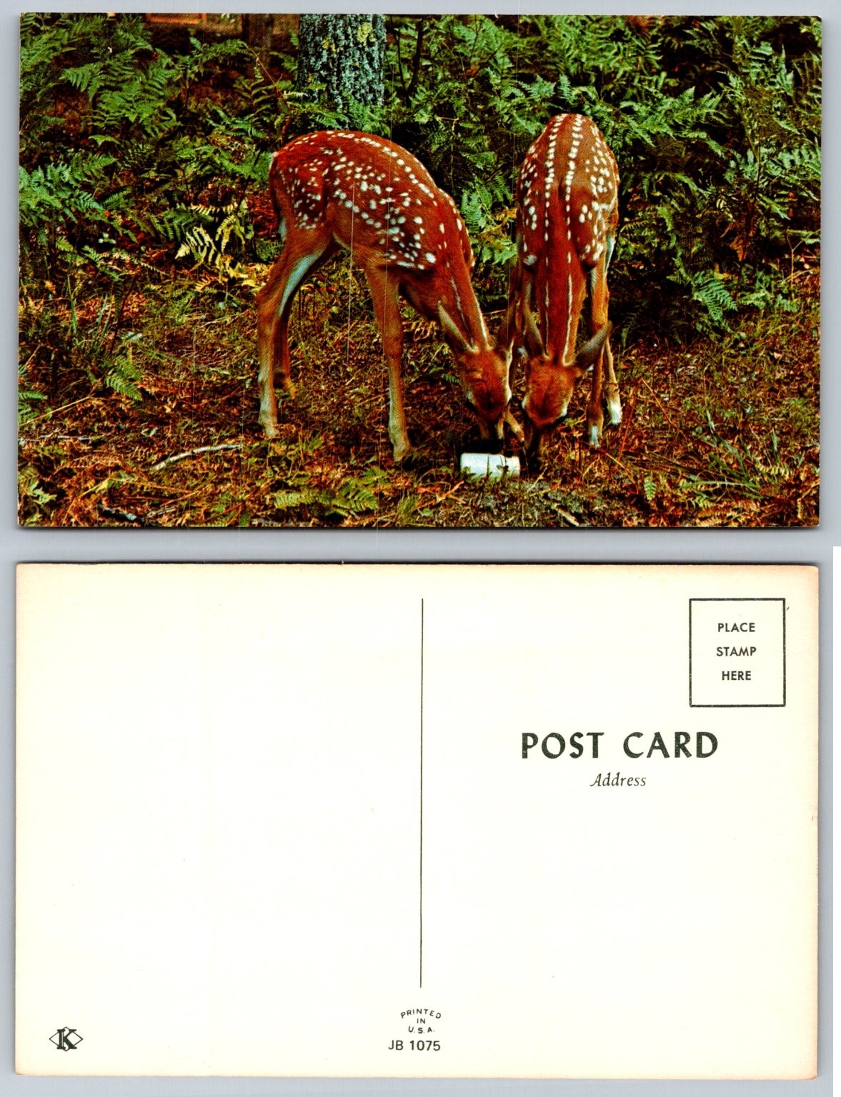 Vintage Postcard Two Spotted Fawns Baby Deer Nature Wildlife Animal Print