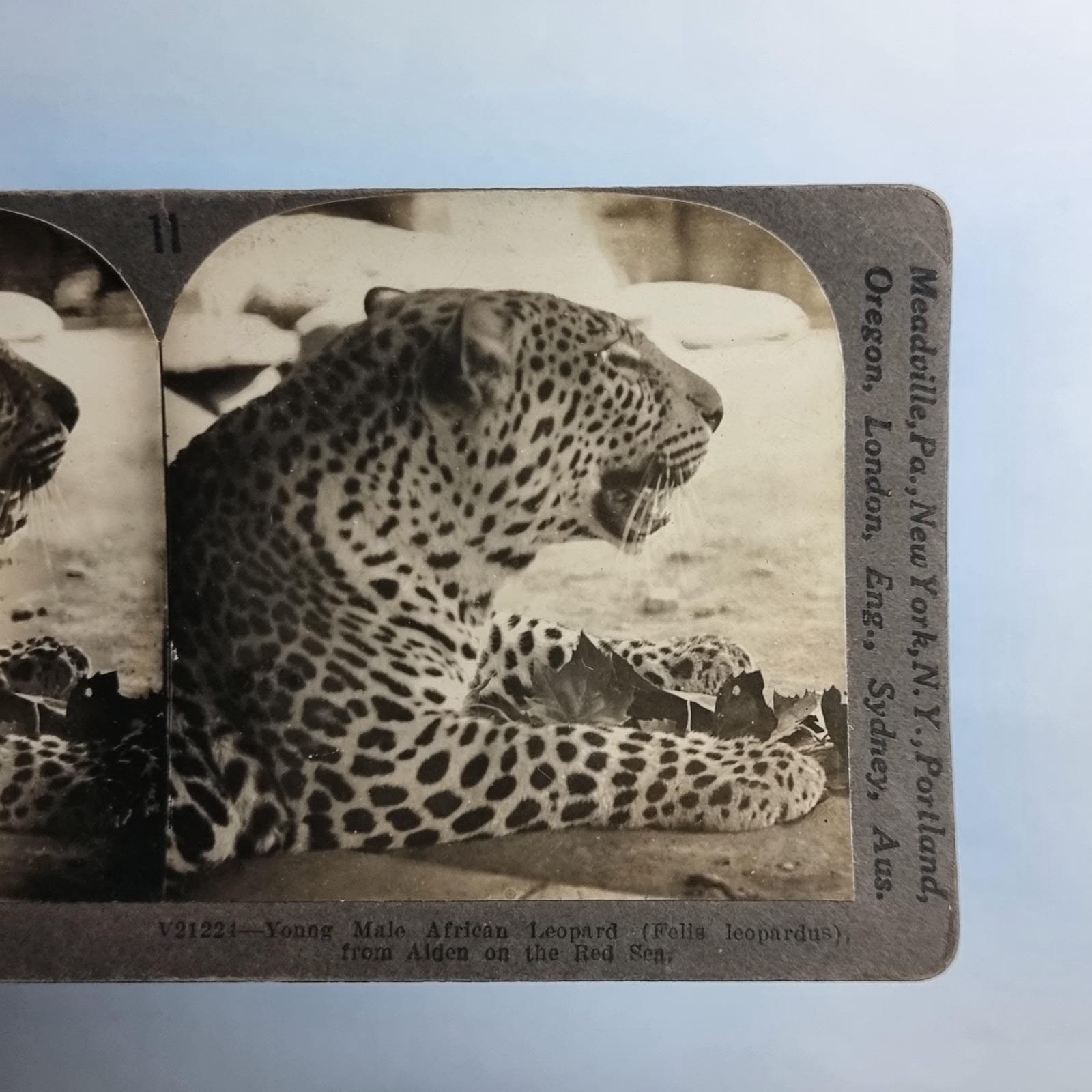 Aden Yemen Stereoview C1900 Real Photo Middle East An Endangered Arabian Leopard
