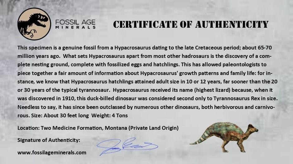 6.8″ Hypacrosaurus Dinosaur Fossil Metacarpal Bone Two Medicine FM MT COA Stand