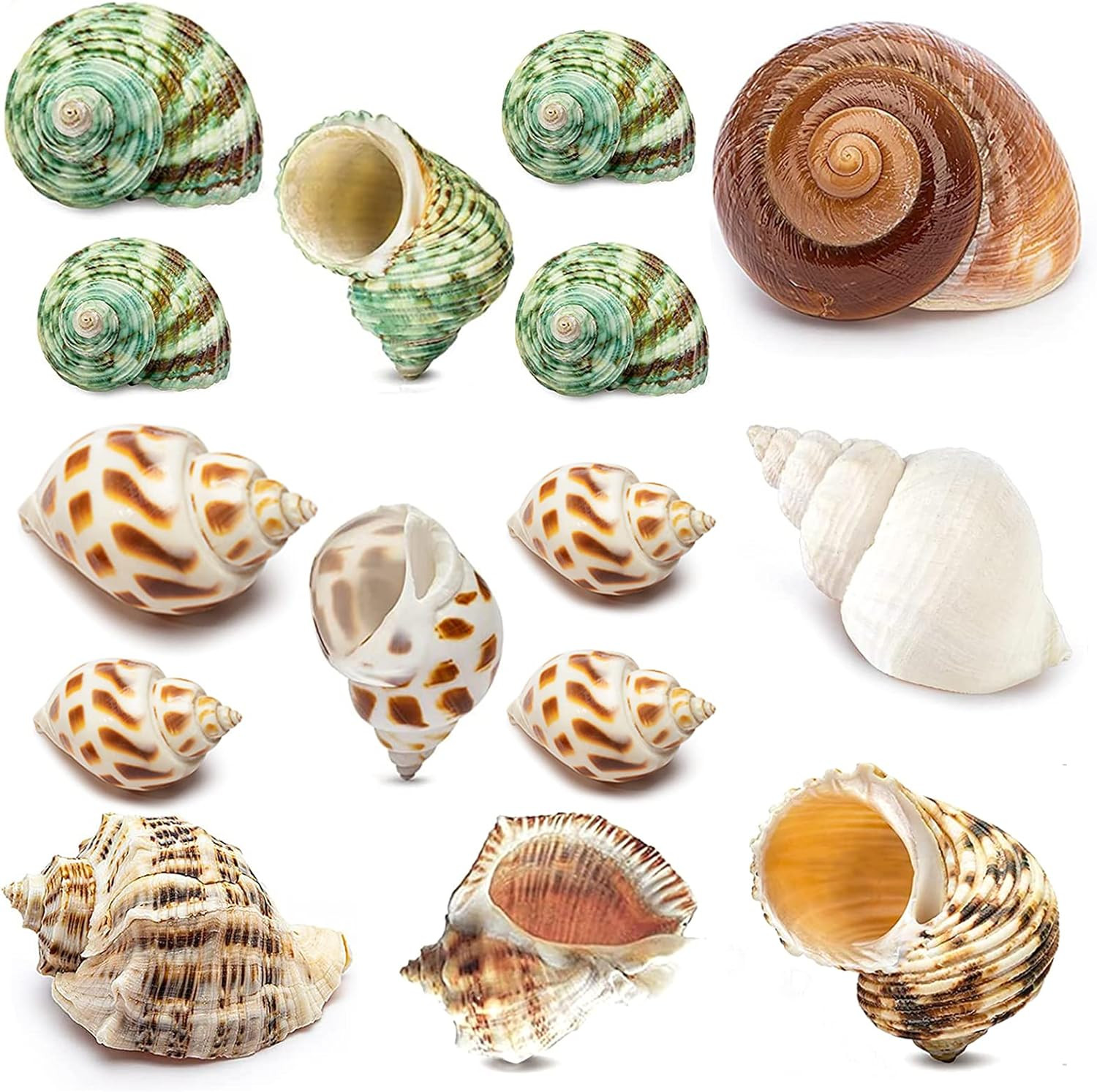 15PCS Hermit Crab Shells Medium and Large (6 Types) Natural Hermit Crab Sea Shel