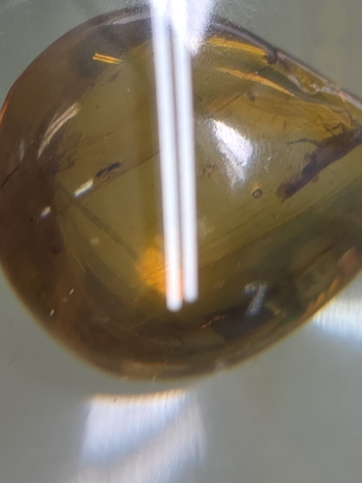 Rare Multi-Insect Amber Cabochon | 3 Prehistoric Insect Inclusions | 24mm Fossil
