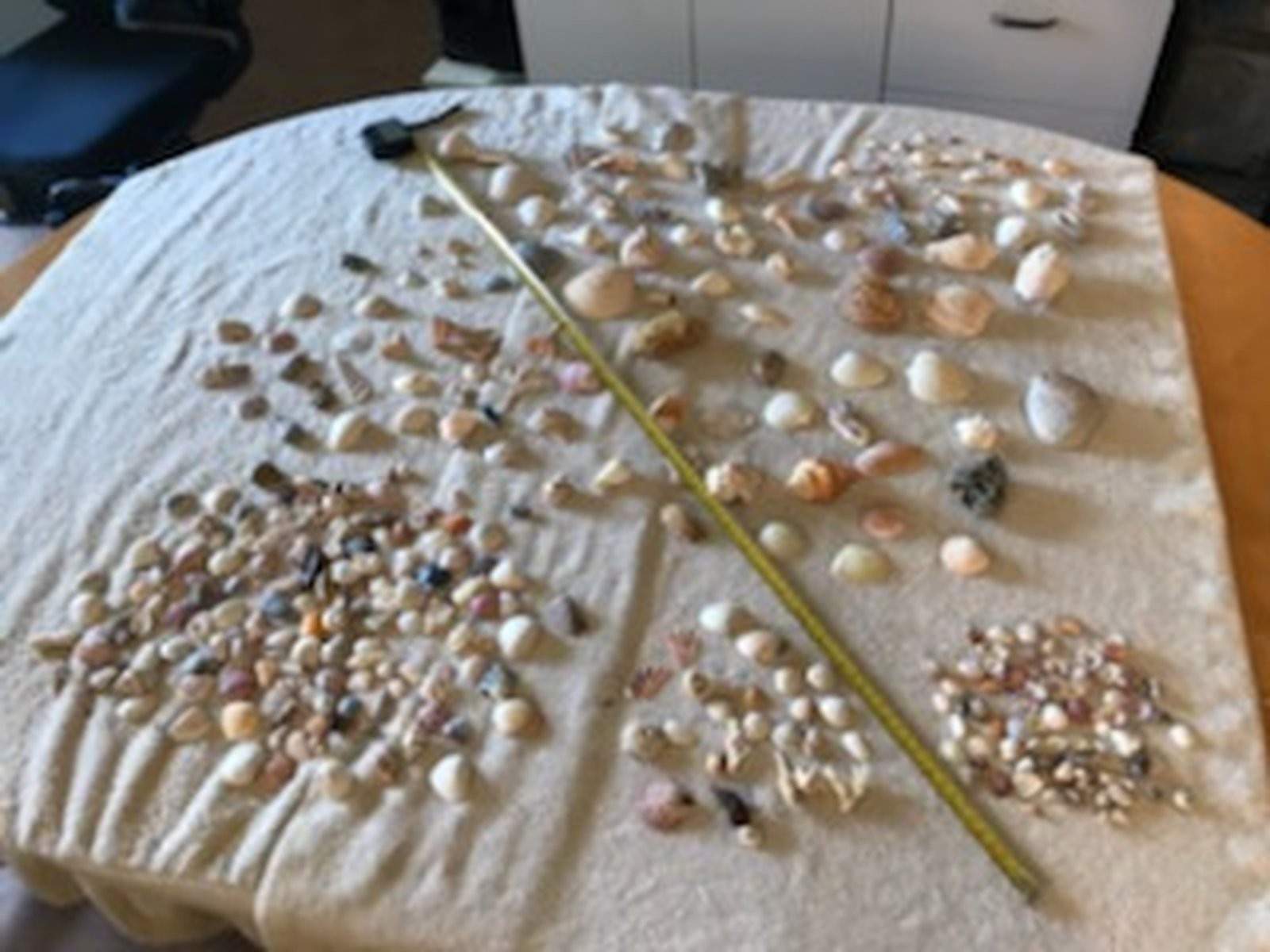 Mixed Lot of Sea Shells – 4#5oz – assorted sizes small medium large
