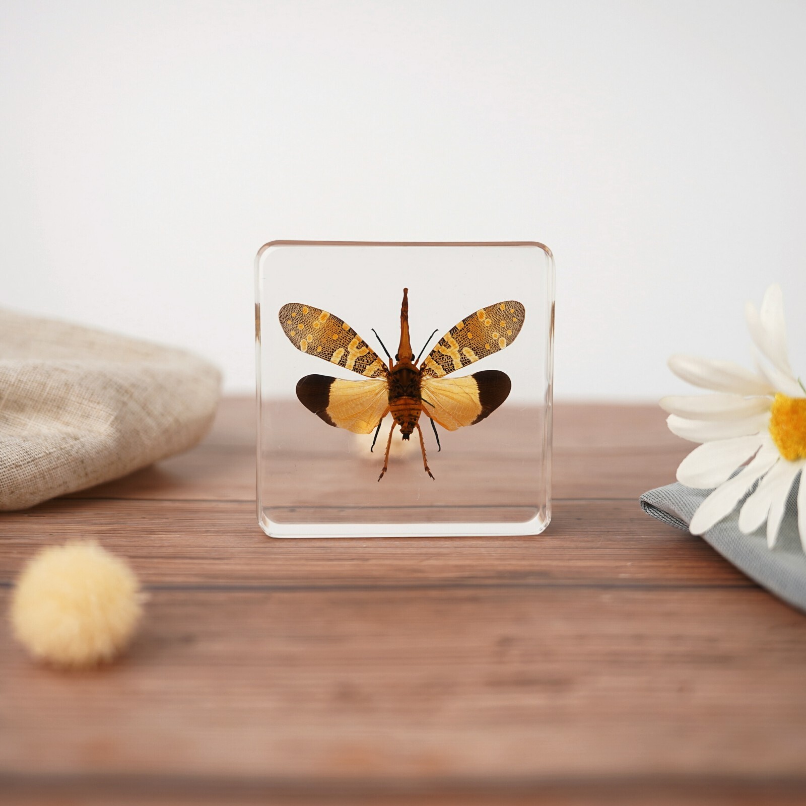 Lanternfly In Resin, Wings Open, Insects in Resin, Oddities, Pyrops candelaria
