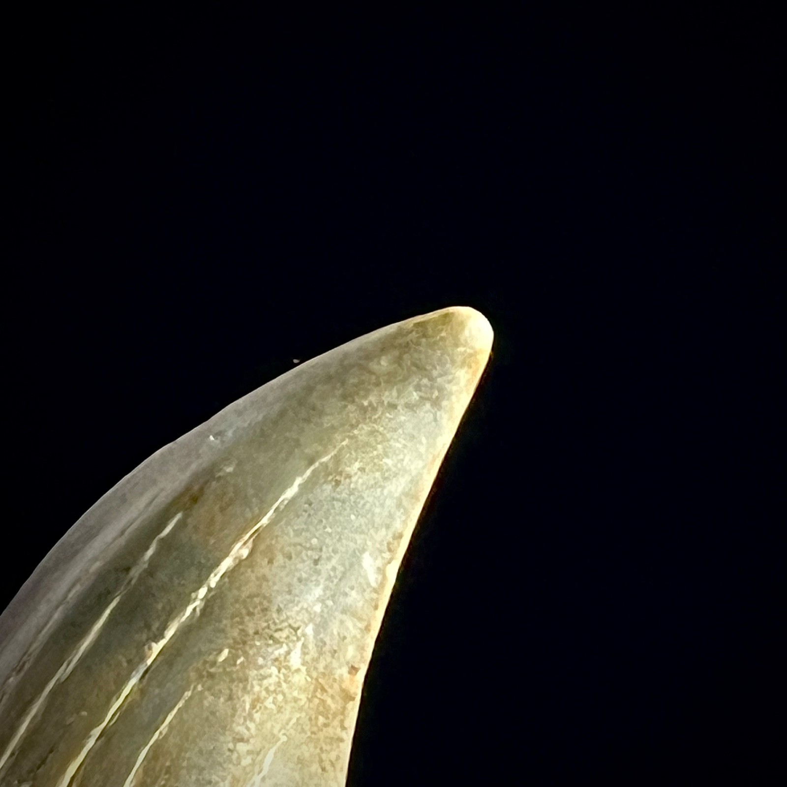 False Thresher Shark Tooth (Parotodus benedeni) 2.16″ Megalodon Relative Fossil