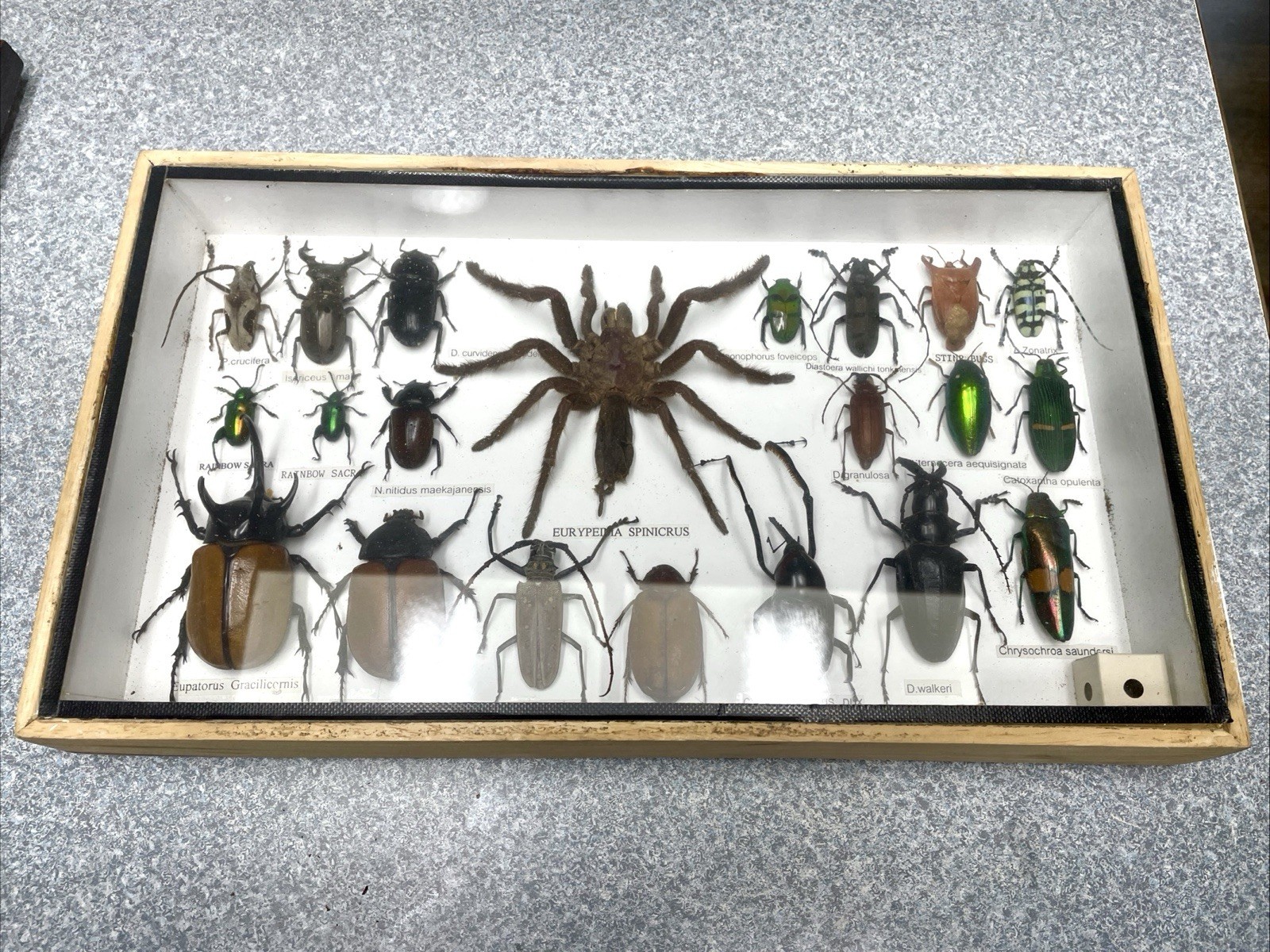 RARE MIX INSECTS DISPLAY BOX IN WOOD FRAME BEHIND GLASS 14”X 8” X 2” See Photos
